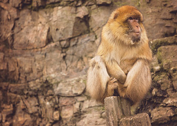 В ЮАР обезьяны переломали туристам ноги