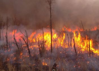 Пожарные Приамурья продолжают тушить пять лесных пожаров
