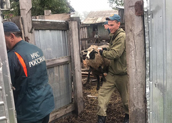 В поселке Старица утром эвакуировали 27 баранов