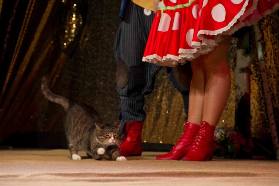 Выступление кота в маске. Кот в цирке. Цирк с котами. Кошачий цирк куклачёва. Кот циркач.
