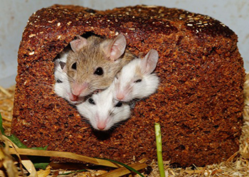Студенты колледжа во Владивостоке делят еду в столовой с крысами