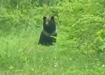 В окрестностях Шимановска заметили семейство медведей