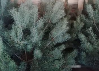 Амурчане могут вырубить себе новогоднее дерево
