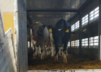 Две сотни «благородных» коров привезли в Амурскую область