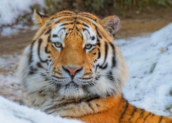 В Приморском крае увеличилась популяция редких амурских тигров