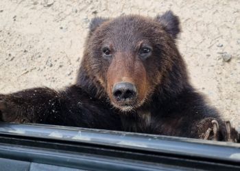 Амурчане сообщают о медвежонке-попрошайке на трассе
