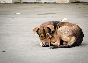 В Приамурье осудили экс-руководителя организации, которая отлавливает собак