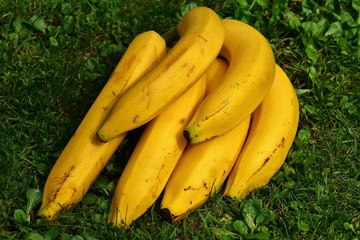 Россельхознадзор запретил ввоз в Россию бананов