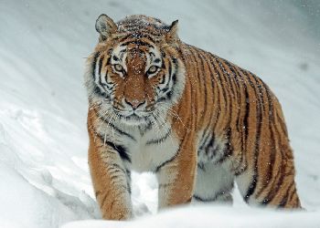 Картинки тигра на аву - 68 фото