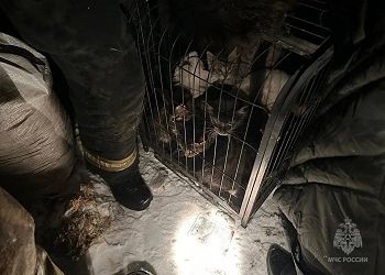 Из горящего дома в Приамурье спасли 30 кошек и четырех собак