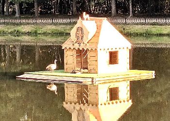 У гусей, которые живут на озере в Ивановке, появилось потомство