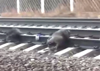 В Твери подростки привязали пса к рельсам и снимали на видео его «встречу» с поездом