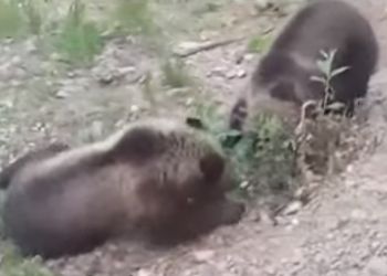 Драку двух медвежат засняли в Приамурье