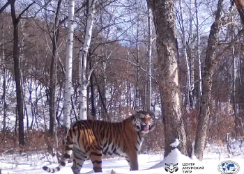 «Улыбнулась в камеру»: тигрица Елена попала на видео в Приамурье 