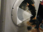 Кошка стирает белье