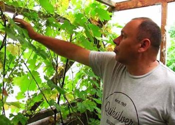 Житель амурской Владимировки занялся разведением винограда