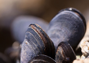 В морепродуктах в Приморье нашли опасные токсины