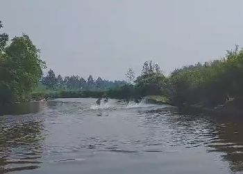 Лоси в Приамурье искупались в реке, спасаясь от жары