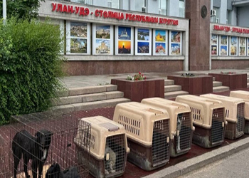В Улан-Удэ к зданию городской мэрии свезли голодных собак