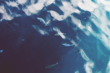 На Камчатке для рыб придумали отдельные нейросети