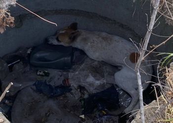 Благовещенские спасатели помогли псу выбраться из канализационного колодца