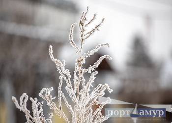Первый день зимы в Приамурье будет морозным и безветренным