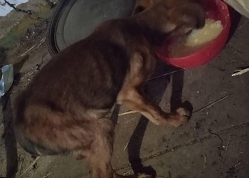 Жители Райчихинска спасли истощенного щенка 