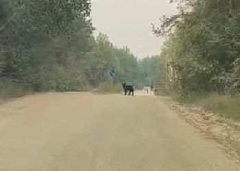 На окраине Шимановска вновь заметили медведя