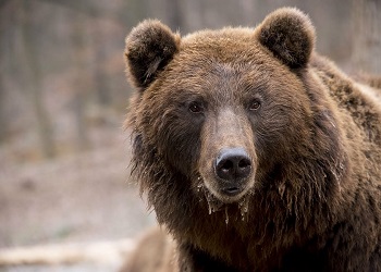 Сезон охоты на медведя открылся в Приамурье 