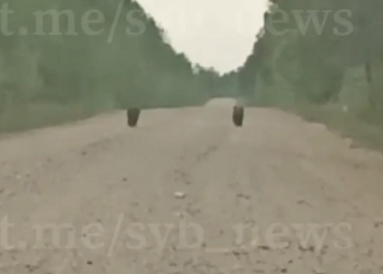 Амурчане заметили двух медведей в Свободненском районе 