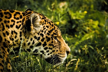 В Приморье появится российско-китайский заповедник для тигра и леопарда