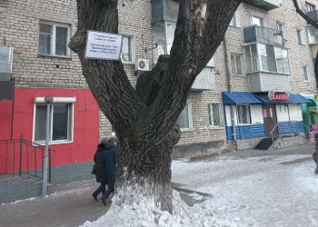 Старейший карагач на улице Ленина в Благовещенске не будут обрезать