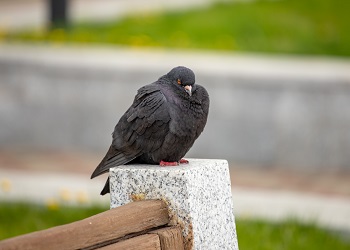 В Приамурье будет тепло и дождливо