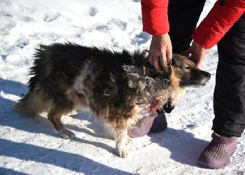 В Свободном собаки пострадали от нападения неизвестных животных