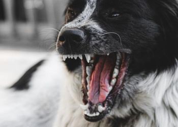 В Приамурье большая собака забежала в чужую квартиру и разорвала декоративного пса