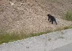 Худого медведя заметили недалеко от Тынды