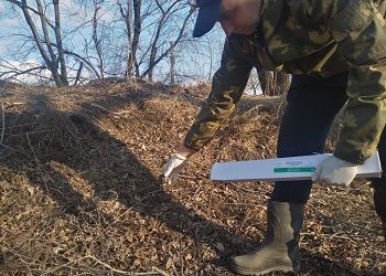 В Приамурье лисиц и волков угостят вкусной вакциной от бешенства