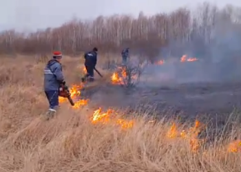 В Амурской области за сутки зафиксировали пять лесных пожаров