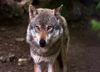 Плата за добычу волка в Амурской области может вырасти в 2 раза