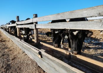 Амурские фермеры смогут продавать говядину за пределы региона
