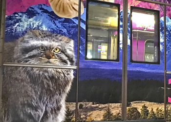 Дикий забайкальский кот манул стал героем «Дальневосточного экспресса» 