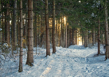 Из-за неудачной шутки мужа жительница Подмосковья замерзла в лесу