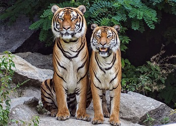 В Приамурье пограничники заметили тигрицу и тигренка-подростка