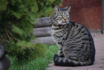 Сахалинский бездомный кот каждый год самостоятельно ходит к ветеринарам