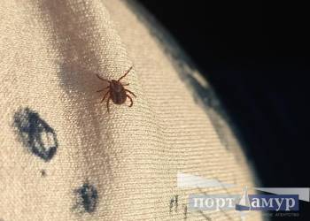 Опасных клещей выявили в Приамурье