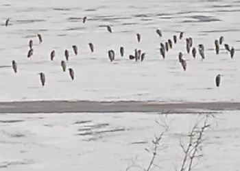 Стаю «пингвинов» заметили на замерзшем озере в селе Приамурья