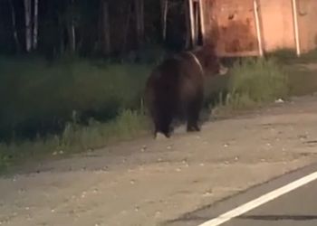 Гуляющего по трассе медведя заметили у Тынды