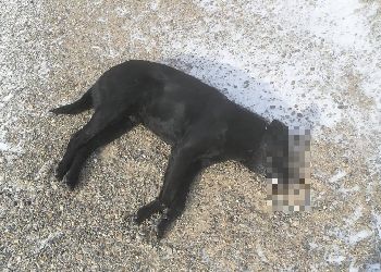 Амурчанка сообщила о травле чипированных собак