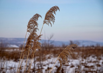 В Приамурье усилится ветер и пройдет снег