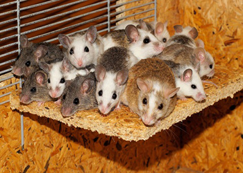Мертвые мыши захватили резиденцию канадского премьера